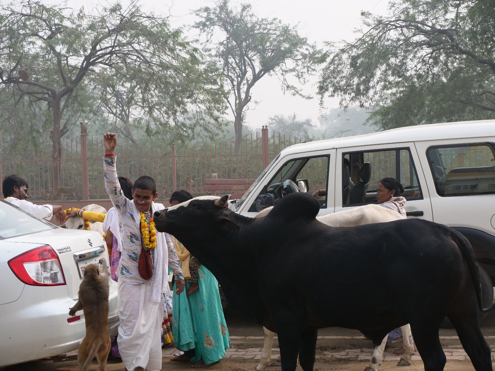  167 Gopashtami Radha kunda Govardhan 19.11.04